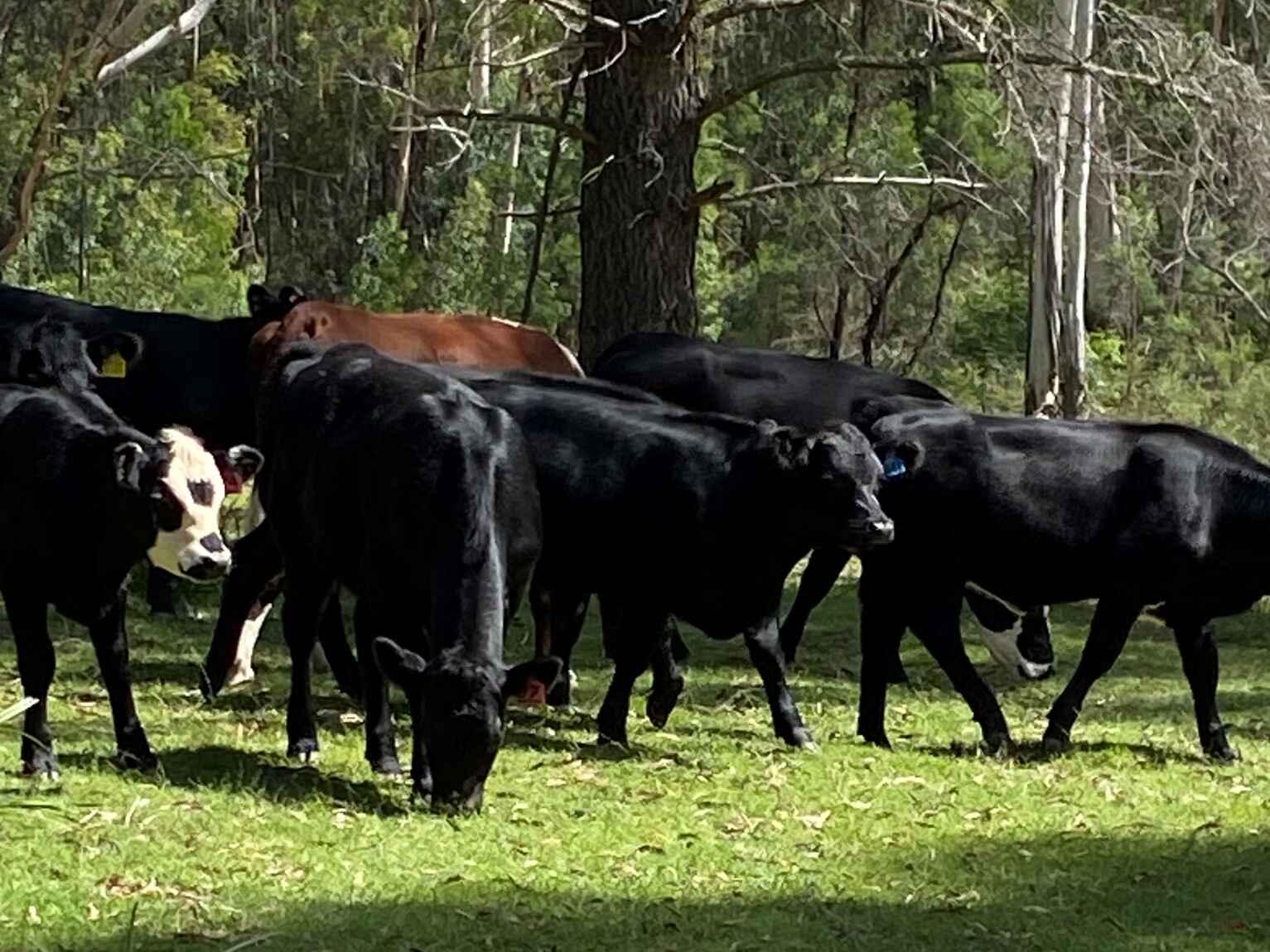 501 Tugalong Road Canyonleigh