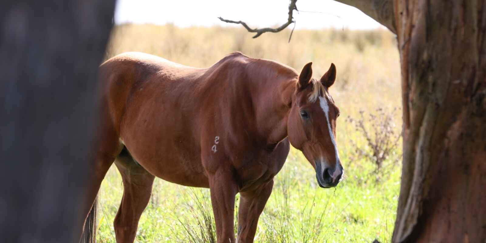 710 Inverary Road Paddys River 710 Inverary Road Paddys River