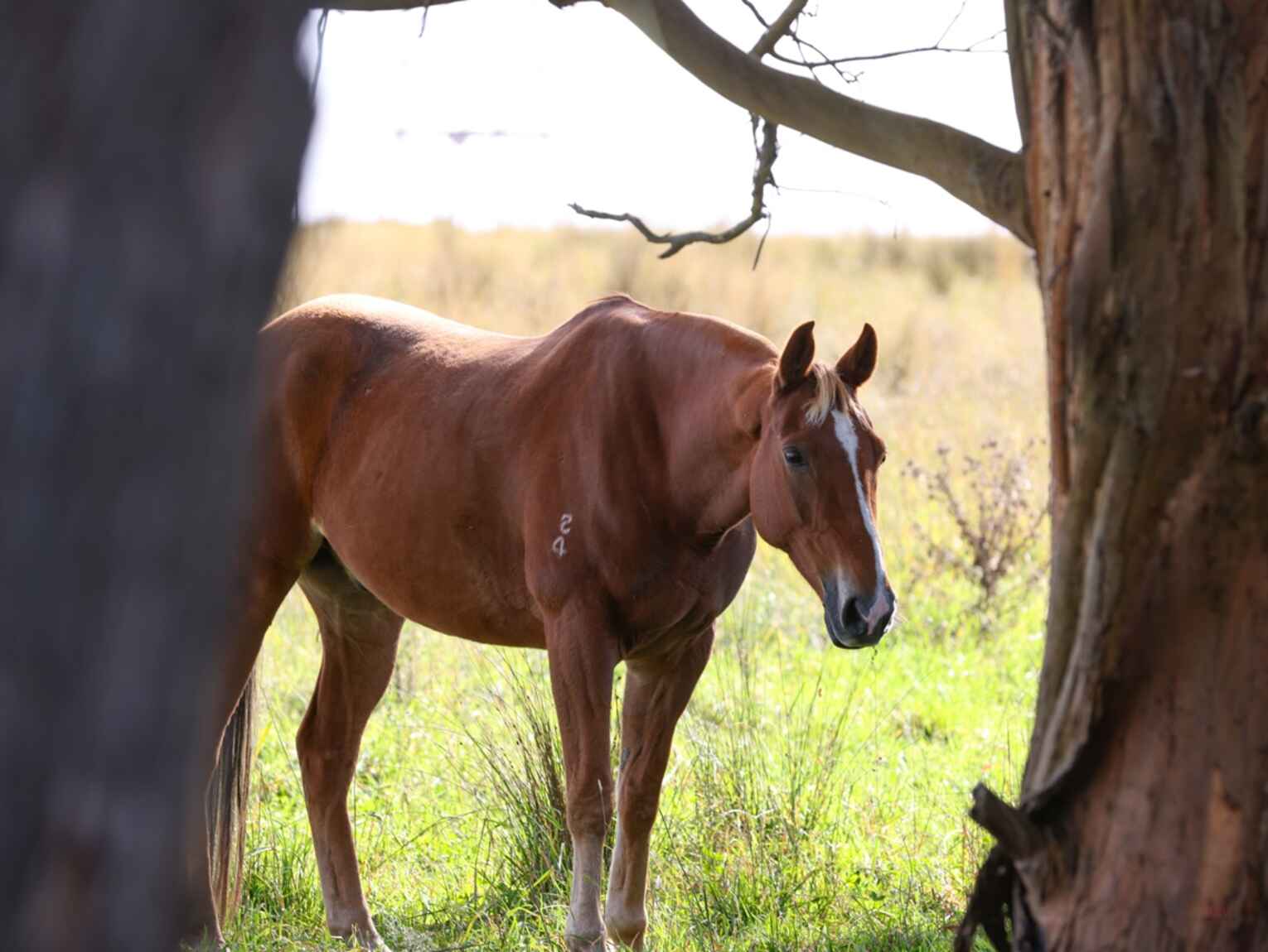 710 Inverary Road Paddys River 710 Inverary Road Paddys River