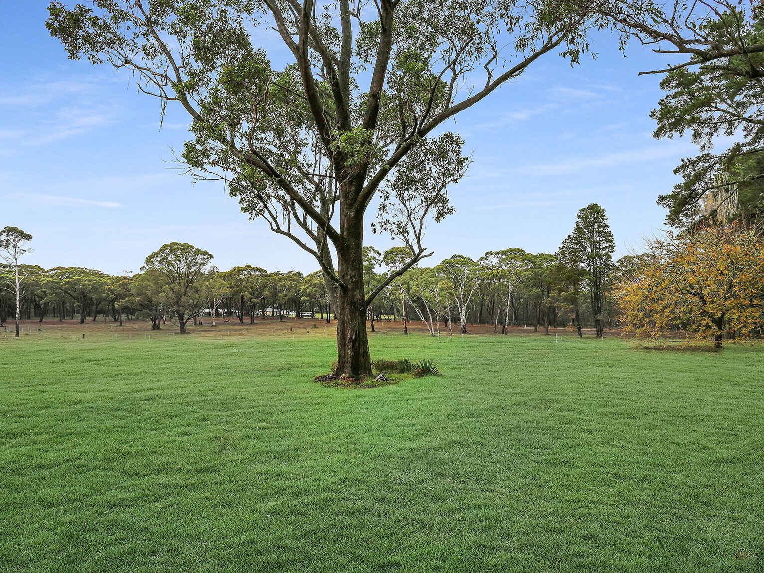  Wildwood/Nandi/Wattlebird Wingello