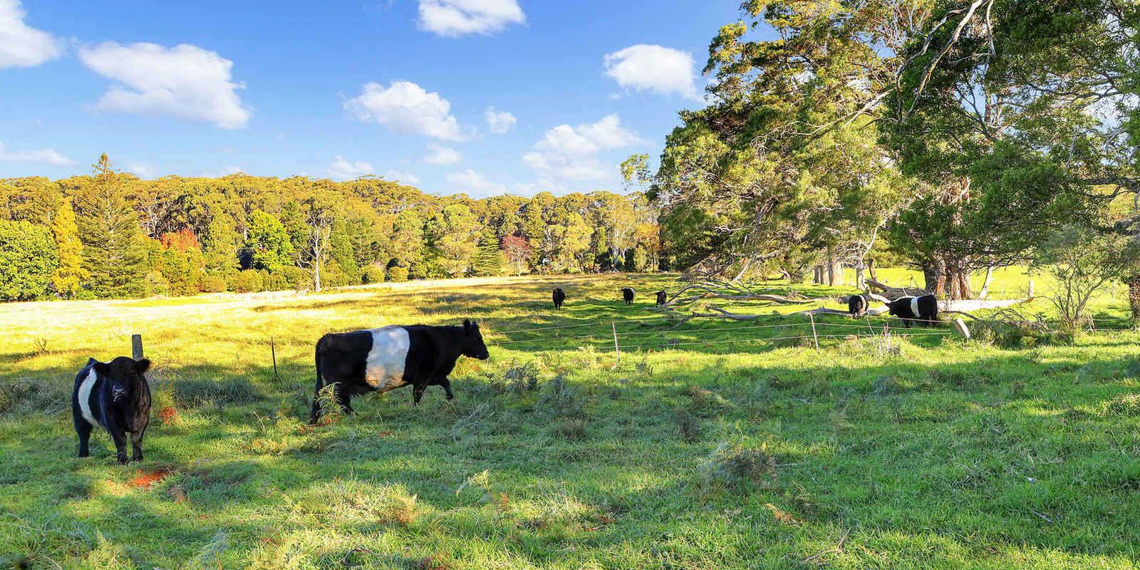 55 Yarrunga Road Wildes Meadow 55 Yarrunga Road Wildes Meadow